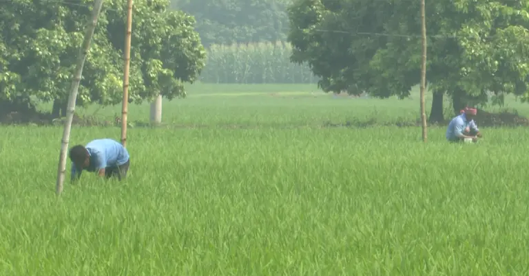 দিনাজপুরে কৃষকদের বাড়ছে উৎপাদন খরচ